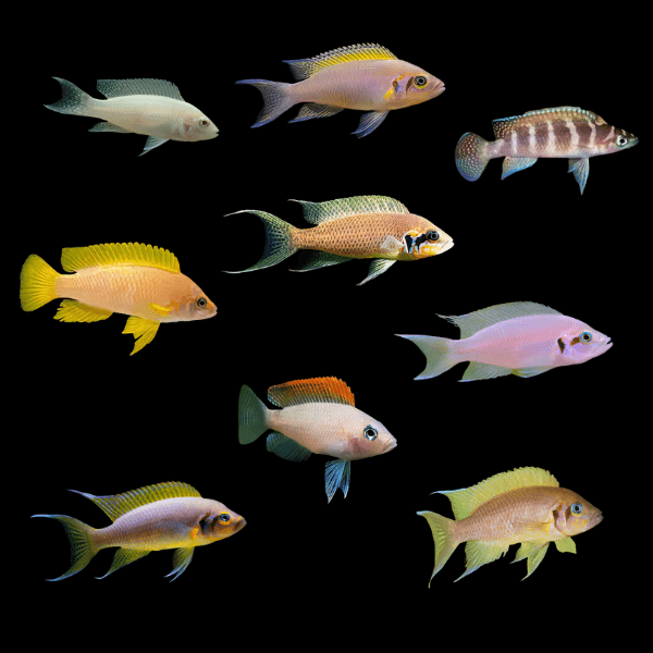 Lake Tanganyika Cichlids