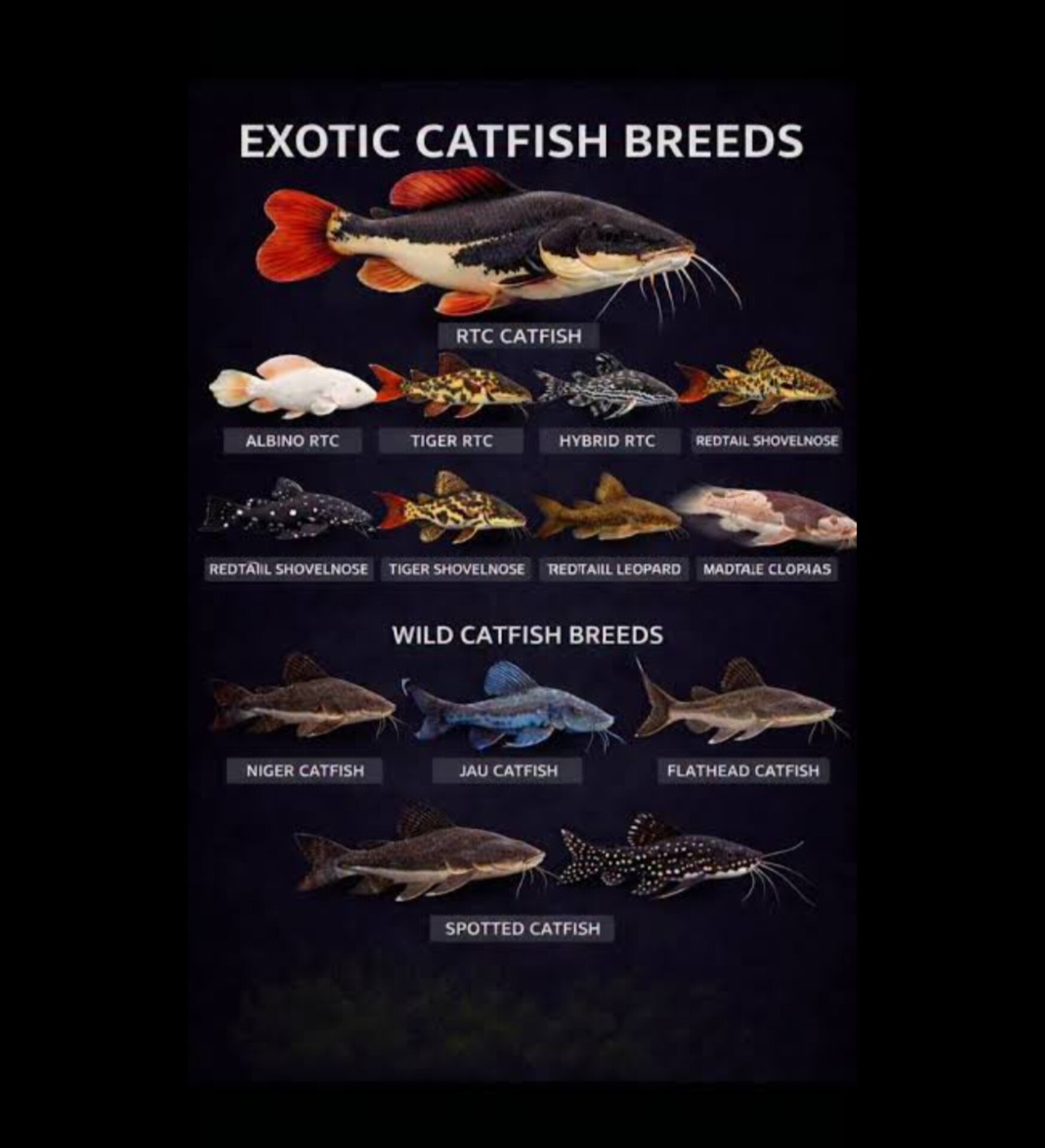Exotic Catfish